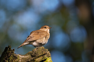 Cute common nightingale bird sitting on tree