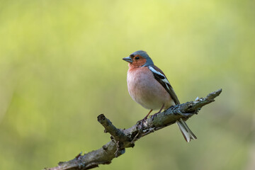Fototapeta premium Cute common chaffinch bird sitting on tree branch