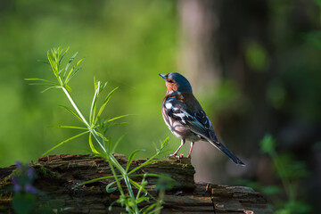 Cute common chaffinch bird sitting on tree