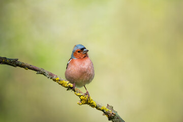 Cute common chaffinch bird sitting on tree branch