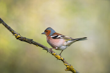 Fototapeta premium Cute common chaffinch bird sitting on tree branch