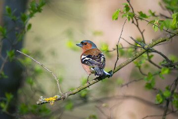 Cute common chaffinch bird sitting on tree twig