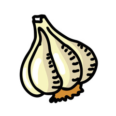 Garlic illustration