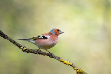 Cute common chaffinch bird sitting on tree branch