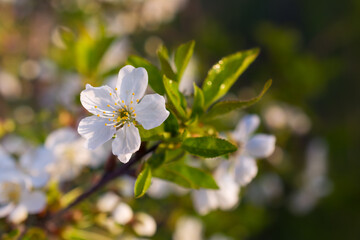 Nature background of spring flowering cherry tree