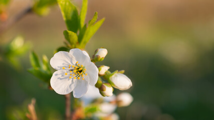 Nature background of spring flowering cherry tree