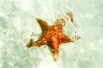 Underwater starfish