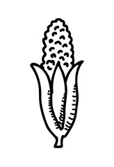 Corn hand drawn illustration