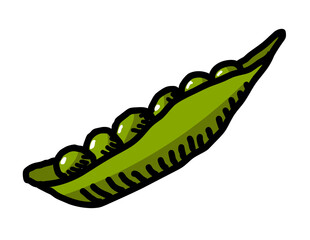 Fresh beans illustration