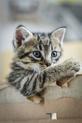 portrait of a one month old striped kitten leaning with one paw on the edge of the cardboard box, shallow depth focus	
