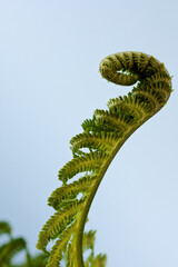 Close-up view of rolled-up green fern leaf. Young Ostrich fern (Matteuccia struthiopteris) plant.