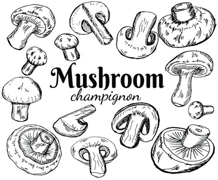 Champignons set. Vector illustration of mushrooms champignons on white background. Hand drawn style. Organic vegetarian product. Great for menu, label, product packaging, recipe