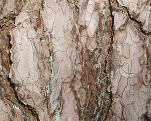 Pine bark structure close up.