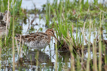 Bekassine in Sumpfgebiet auf Nahrungssuche