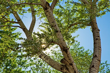 Blooming poplar in a Moscow courtyard 