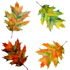 Autumn oak leaves watercolor isolated on white background set for all prints. Hand painted.