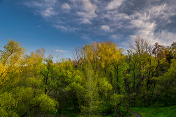 trees in the forest