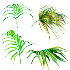 Palm leaves watercolor isolated on white background set for all prints. Hand painted.