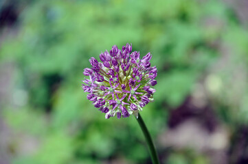 Echinops inflorescence against the background of the greenery of the garden