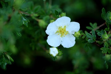 Golden hardhack blooming white, flower and bud closeup among green spring leaves.