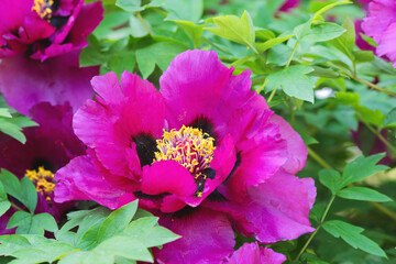 The tree peony (Paeonia x suffruticosa), or semi-shrub is a hybrid species belonging to the genus peony of the peony family.