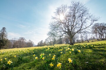 Gelbe Narzissen (Narcissus pseudonarcissus) am Chasseral in Les Prés-d'Orvin im Kanton Neuchâtel