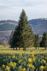 Fototapeta premium Gelbe Narzissen (Narcissus pseudonarcissus) am Chasseral in Les Prés-d'Orvin im Kanton Neuchâtel