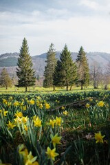 Gelbe Narzissen (Narcissus pseudonarcissus) am Chasseral in Les Pr&eacute;s-d'Orvin im Kanton Neuch&acirc;tel