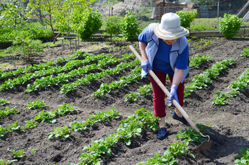 Caucasian senior woman in the garden. Gardening concept