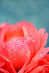Pink peony flower in dew drops on a blue background. artistic photo with soft selective focus. floral abstract background.