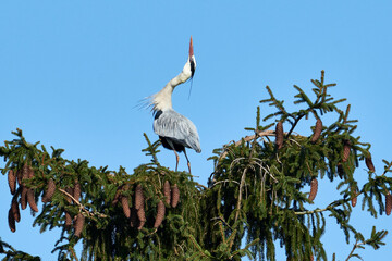 Graureiher stehend auf einer Fichte