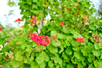 Beautiful geranium with red flowers in a garden in southern Spain. Beautiful pelargonium