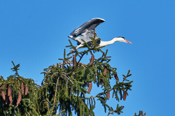 Graureiher beim Abheben von oben von einer Fichte