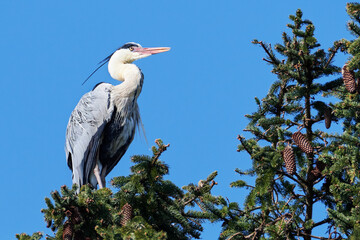 Graureiher hoch oben auf Fichte sitzend