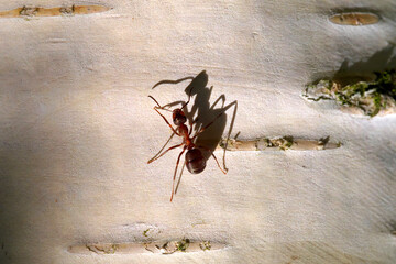 An ant and its shadow on a birch.