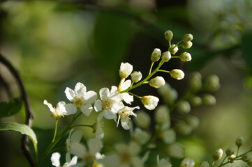 flowers in the garden