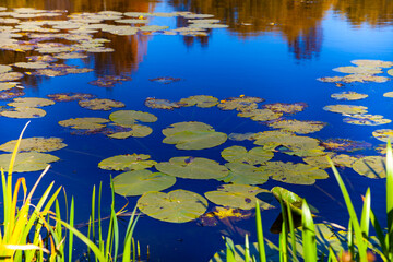 Fototapeta na wymiar Blue lake with aquatic plants.
