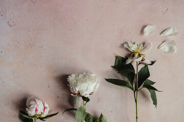Three white peony flowers with green leaves in a row from blooming to wilted phase of growth on a pink aged concrete background flat lay. Minimal concept. Copy space. Cycle of life. © Nastassia Kudzina