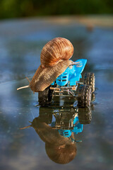 A large snail on a blue toy ATV is reflected in the water.