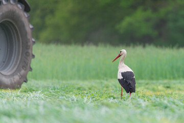 Bocian poszukujący na skoszonej łące żeru.