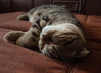 cat sleeping on the couch