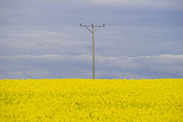 Słup linii elektrycznej stojący na polu uprawnym porośniętym kwitnącym rzepakiem.