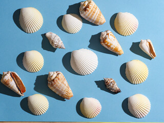 Pattern from seashells with hard shadow on a blue background, top view.