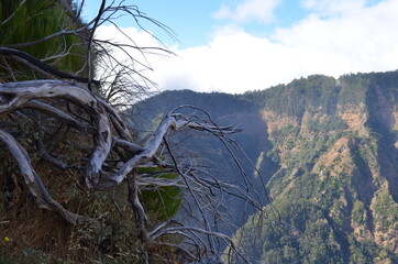 Baum am Berg