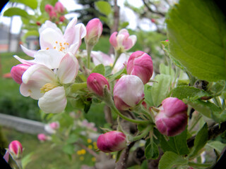 Fototapeta na wymiar Kwitnąca jabłoń.
