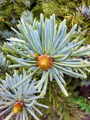 Blue spruce in mixed forest