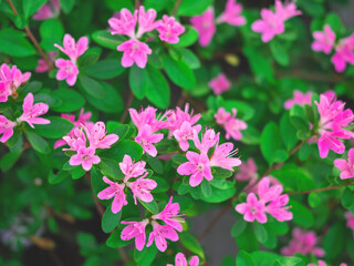 The beautiful spring or summer background of the pink azalea flowers in full bloom with the space for your text. Selective focus. Beautiful blur.