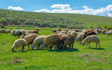 herd of sheep grazing on the grass in the mountain. Ovine breeding in Turkey.