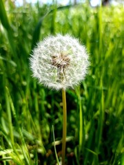 dandelion medicinal
This photo can be used as a background for the desktop on the phone