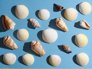 Pattern from seashells with hard shadow on a blue background, top view.